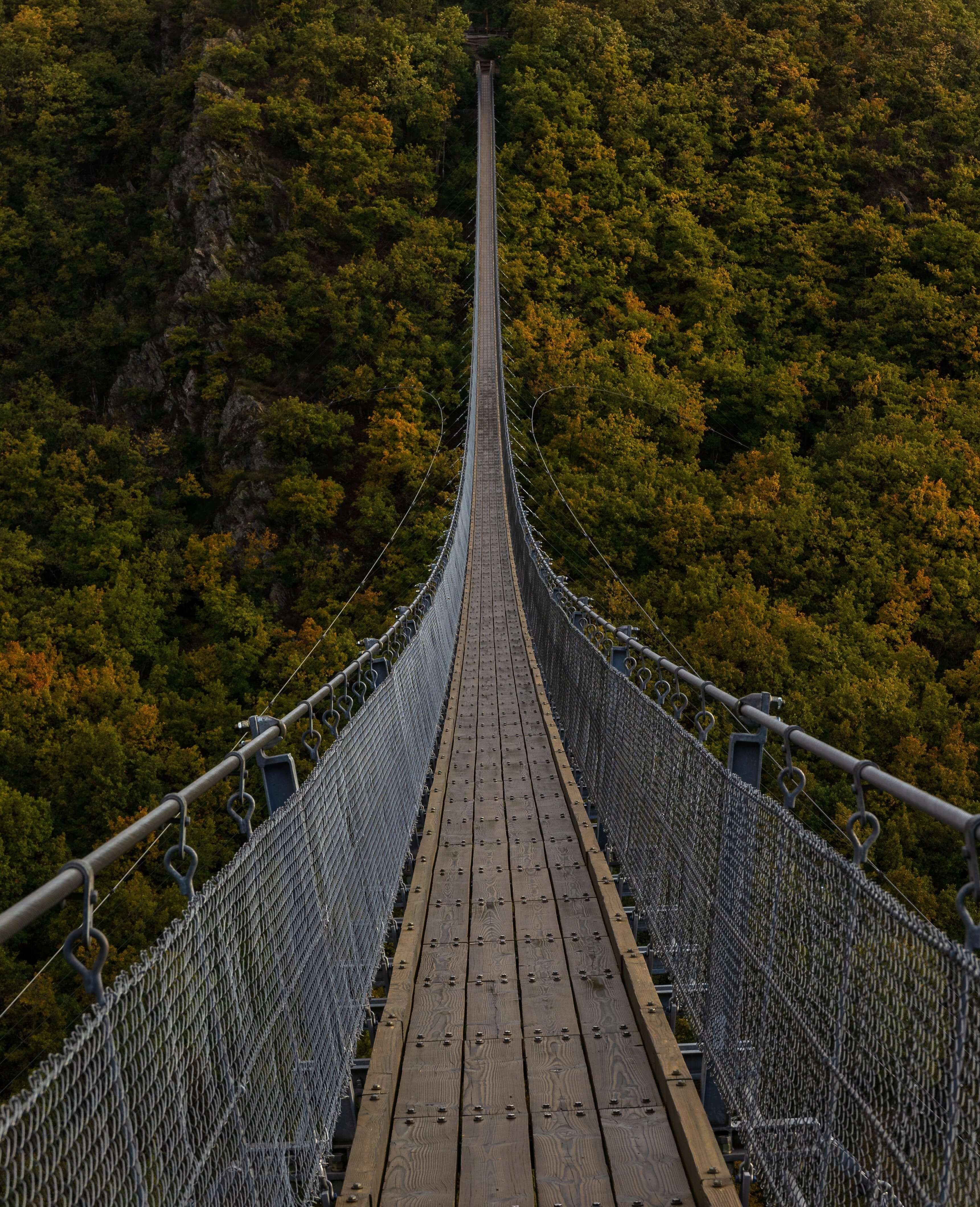 bridge over the forest